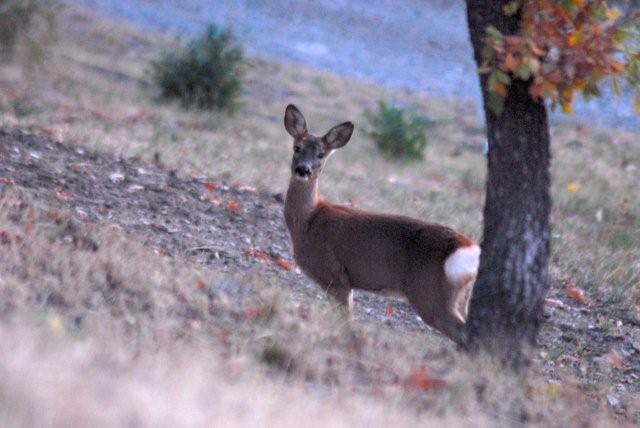 QUIZ:  INDOVINA L''UNGULATO!!! (per i non 